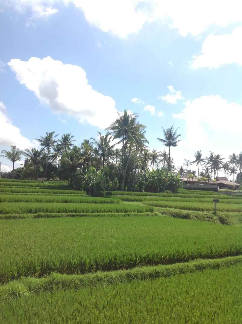 Uma Dhari Villa By Prasi Ubud Exterior foto